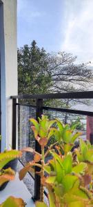eine Pflanze vor einem Fenster mit einem Baum in der Unterkunft Apartamento pé na areia com vista para o Mar de Itaipu in Niterói