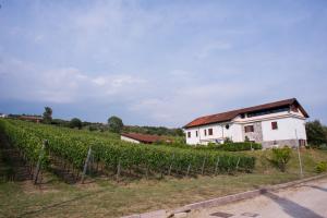 a house in the middle of a vineyard at Tenuta Tralice in Ruviano