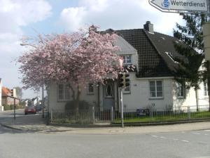 un árbol florido frente a una casa blanca en Ferienwohnung Müller-Wulf, en Schleswig