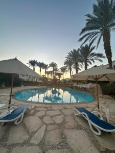- une piscine avec 2 chaises longues et des parasols dans l'établissement Sunterra Resort 01 bedroom Apt., à Charm el-Cheikh