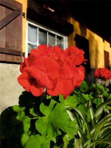 un grupo de flores rojas delante de una ventana en Gîte Le Sarment, en Donnenheim