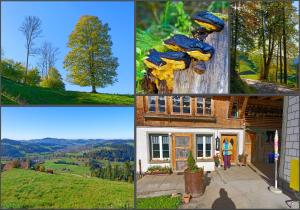 een collage van foto's van een huis en een boom bij Emmental Ferien in Langnau