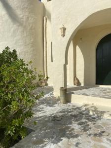 El Mây的住宿－Dar Oueghlani - Maison d'hôtes，狗坐在建筑物门口