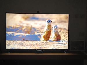 dois suricatos estão sentados num ecrã de televisão em Lovely room at Benny's apartment em Netivot