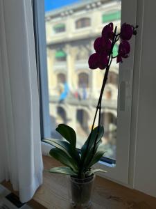 a plant in a vase sitting on a window sill at Conte Cavour in Udine