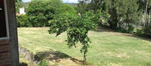 un petit arbre au milieu d'une cour dans l'établissement El Inti, à San Fernando del Valle de Catamarca