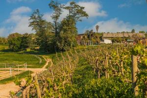 a vineyard with trees and a house in the background at Texas Limache in Limache