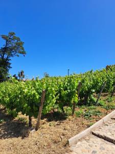 Φωτογραφία από το άλμπουμ του Texas Limache σε Limache