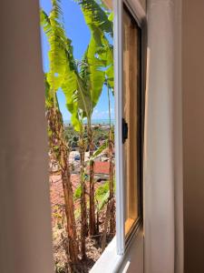 a window with a view of a palm tree at Casa de Praia Maragoggi in Maragogi