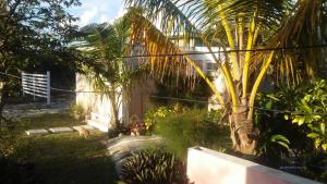 a garden with a palm tree next to a building at Private hideaway at The Phoenix guest suite in Moss Town