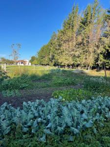 Zahrada ubytování Luxury Finca el Ensueño, casa entera, con Sauna, Jacuzzi, BBQ y Caballos