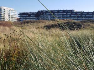 a field of tall grass with buildings in the background at West31 with beautiful sea views in Oostduinkerke