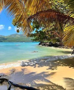 a beach with a palm tree and the ocean at Casa refugio in Las Galeras