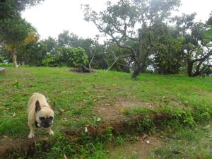 ein kleiner Hund, der auf einem Grasfeld läuft in der Unterkunft Tranquilidad en el campo in Falan