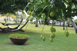 a bunch of fruit hanging from a tree in a park at Radisson Grenada Beach Resort in Grand Anse