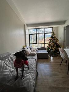 un perro parado en una cama en una sala de estar con un árbol de Navidad en Tu hogar en Abancay, en Abancay