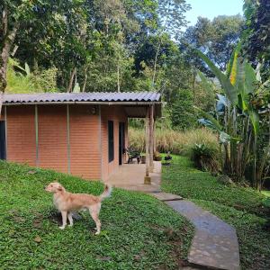 un perro parado en el césped frente a una casa en Cucú Ardilla Vivienda Campestre en Pance, en Cali