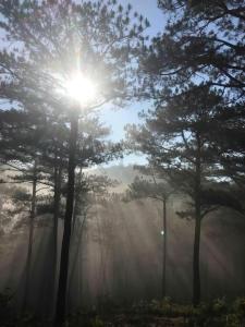 a misty forest with the sun shining through trees at Family house - stay on pine hill Dalat in Xuan An