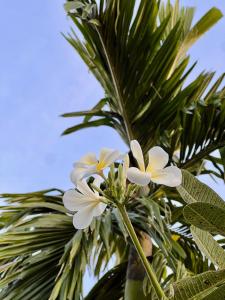 Fotografie z fotogalerie ubytování The Canopy Krabi v destinaci pláž