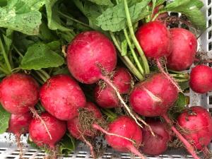 a bunch of radishes sitting on a table at 農家民泊せたな牛ハウス in Setana