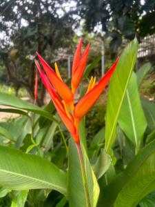 una flor roja y amarilla con hojas verdes en SenHomestay 