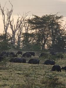 a herd of animals grazing in a field at G&G Executive Homes Pipeline Nakuru in Nakuru