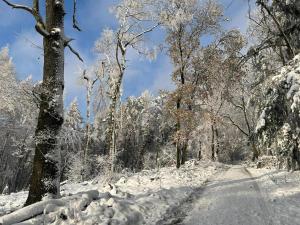 a snow covered road in a forest with trees at Ferienhaus Astenblick für große Gruppen - Familienfeiern oder Betriebsfeiern in Winterberg