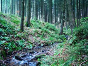 un ruscello in una zona boschiva con alberi e torrente di Hase a Eslohe