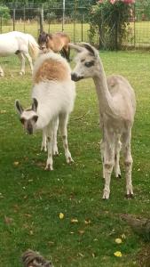 deux lamas se tenant côte à côte dans un champ dans l'établissement Chaumière du Château d'ô et sa mini ferme ,Gite 17 couchages, à Goupillières