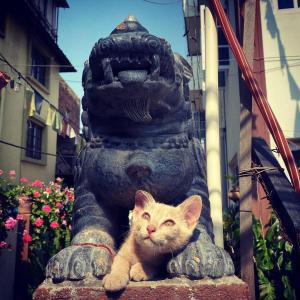 Huisdier of huisdieren van gasten bij Yog Hostel- Rooftop Yoga & Backpacker Social Stay in Thamel, Kathamndu