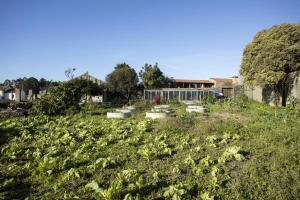um campo cheio de couves e outras culturas em Alma Peregrina - Casas de Campo em Junqueira