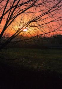 um pôr-do-sol num campo com uma árvore em Afittacamere L'Agorà em Piacenza