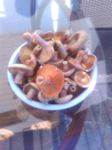 a bowl of mushrooms on top of a table at Agroturystyka nad Wdą in Wieck