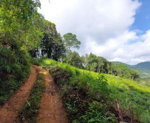 un camino de tierra en medio de un campo en Sinharaja Sky Residence, en Kalawana