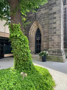 a ivy covered tree in front of a building at Czarna Wieża in Lwówek Śląski