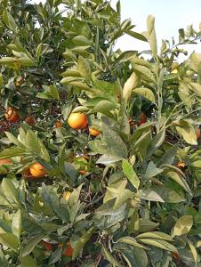 an orange tree with lots of oranges on it at Villa Romero in Mairena del Alcor