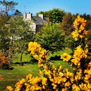 een veld van gele bloemen met een huis op de achtergrond bij Tyn Llain B&B in Llanfflewyn