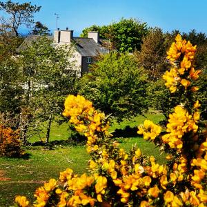 a field of yellow flowers with a house in the background at Tyn Llain B&B in Llanfflewyn