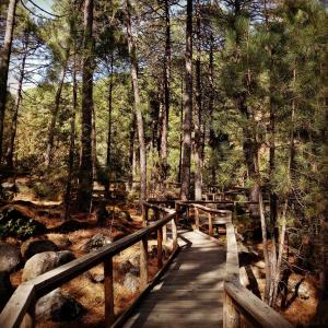 een houten brug in een bos met bomen bij El Arrecorzo by #cherrygredos in El Arenal