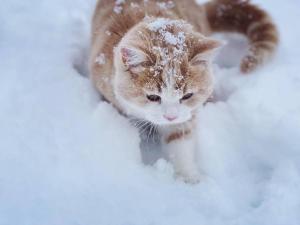 um gato laranja e branco andando na neve em Oasis biei em Shibinai