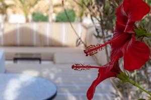 un fiore rosso su una pianta con una panchina sullo sfondo di Riad K-white a Marrakech