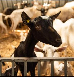 Zwierzęta zatrzymujące się w obiekcie Azienda agricola Scerba