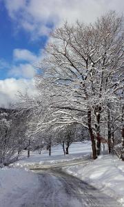 a group of trees covered in snow next to a road at Sauerland Alm Winterberg 5 in Hallenberg