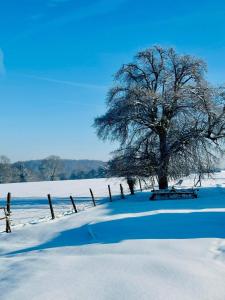 a tree in the snow with a bench next to a fence at Gîte Sur puremont in Burdinne