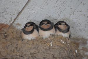 a group of three birds sitting in a nest at Chambres et tables d'hôtes Cornec in Ploubazlanec