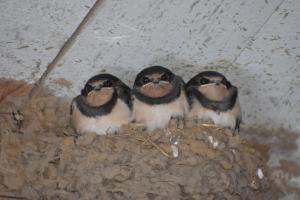 Altri animali domestici presso il bed & breakfast o nei dintorni