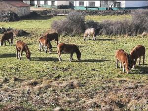 una manada de caballos pastando en un campo en El Valle Hotel Rural, en Sotillo del Rincón