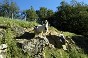 Zvieratá vo vidieckom dome alebo blízkom okolí
