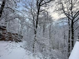 grupa drzew pokrytych śniegiem w obiekcie Wood House w mieście Blaimont