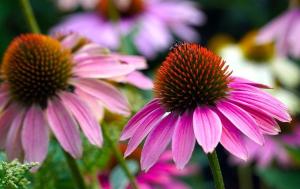 a group of pink flowers in a garden at High Hill Inn in East Montpelier